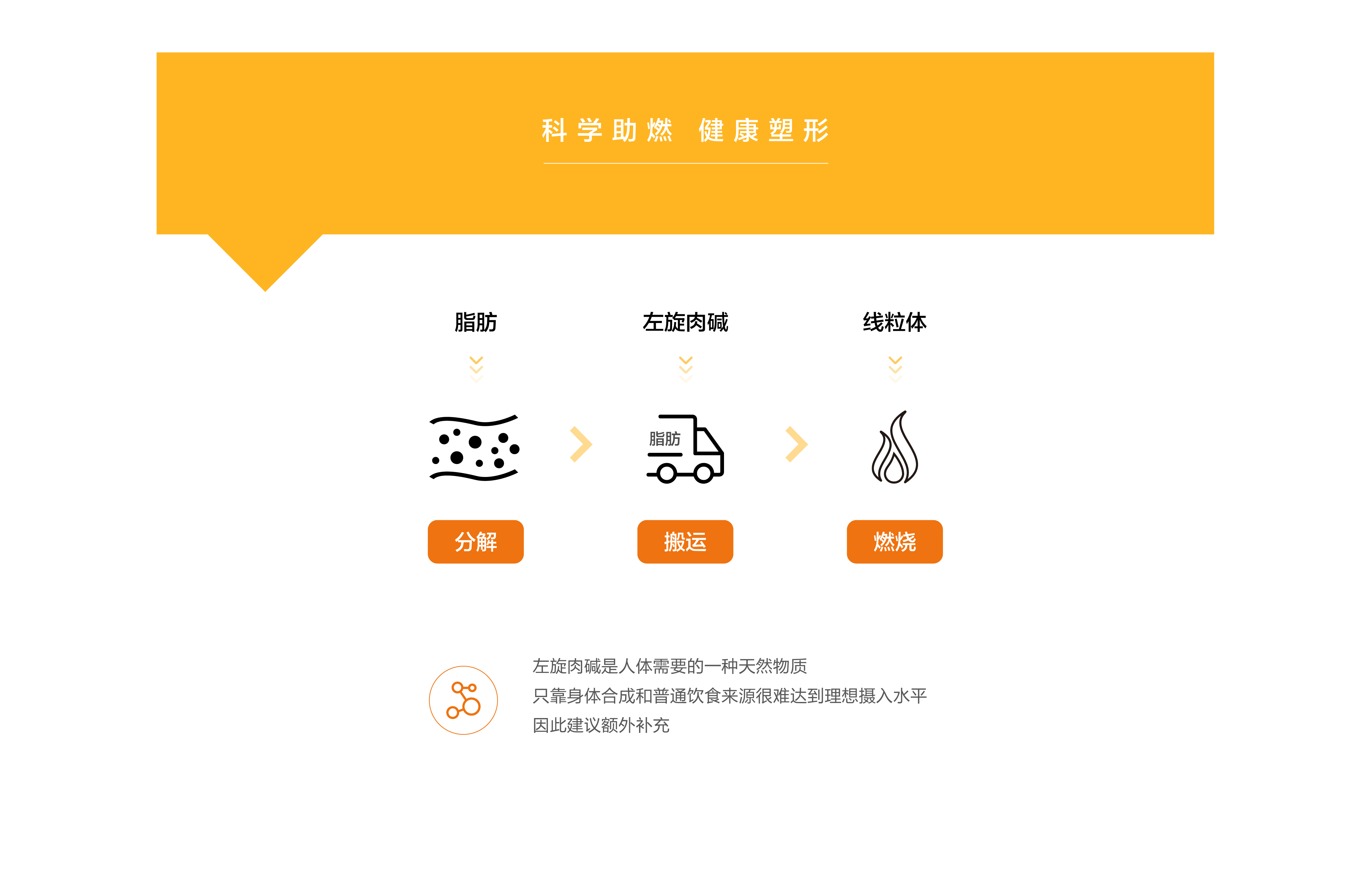 240415-易倍纤左旋肉碱官网（PC）-01_04.jpg
